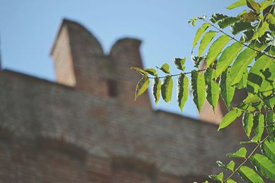 Low angle view of plant against building