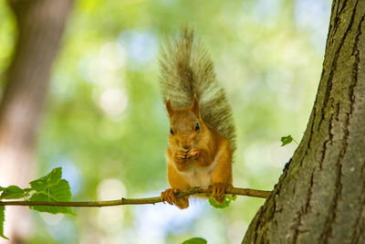 Squirrel on tree trunk