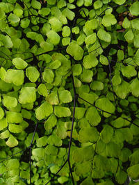 Full frame shot of leaves floating on lake