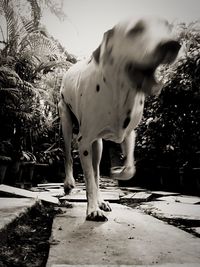 View of dog standing on footpath