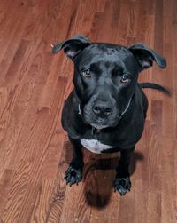 Portrait of black dog on hardwood floor