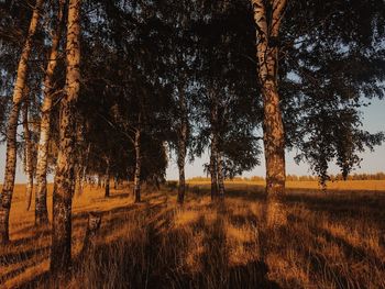 Trees on field against sky in forest