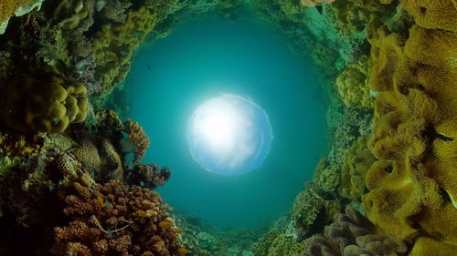 View of coral swimming underwater