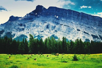 Scenic view of trees on field against sky