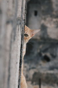 Close-up of a cat