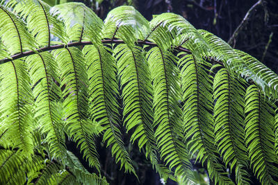 Close-up of fern leaves