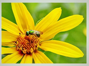 Close-up of bee pollinating on flower