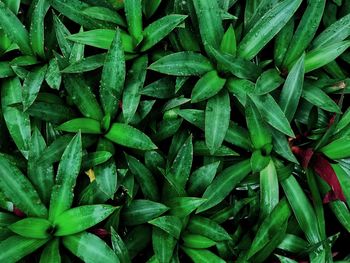 Full frame shot of green plants