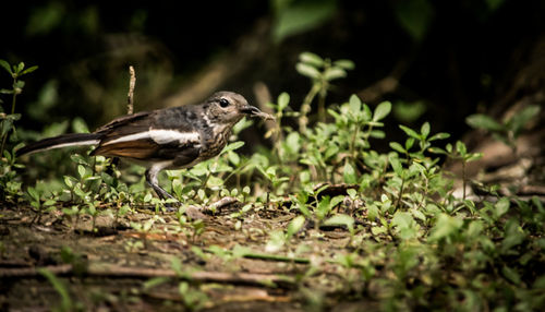 Bird perching on a field