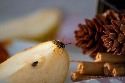 Close-up of bee pollinating on flower