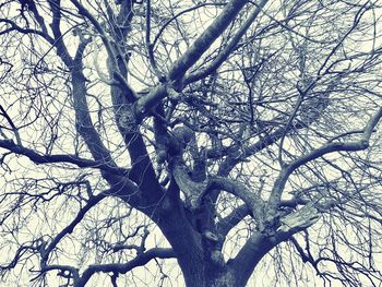 Low angle view of bare tree against sky