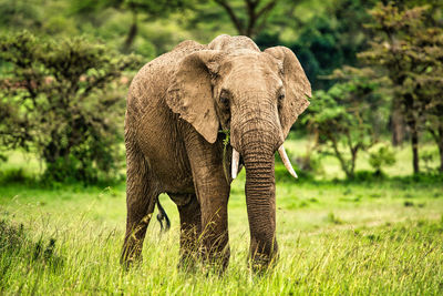 Close-up of elephant on field