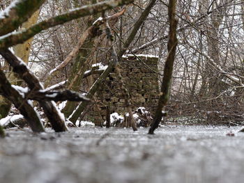 Bare trees in forest during winter