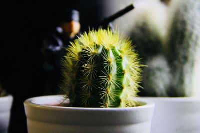 Close-up of cactus plant