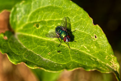 Close-up of insect on leaf