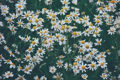 High angle view of flowering plants on field