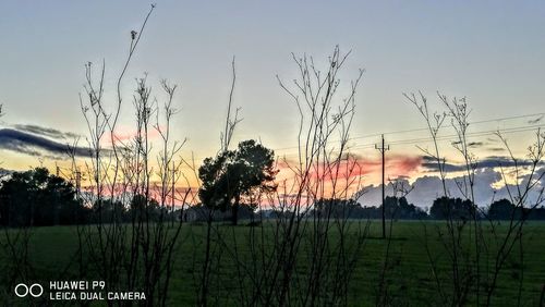 Close-up of silhouette trees against sky during sunset