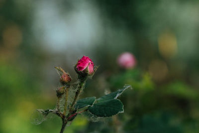 Close-up of flowering plant