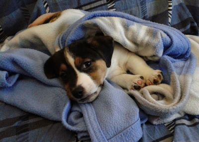 Dog relaxing on bed