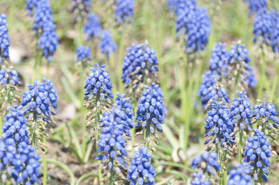 Close-up of purple flowers