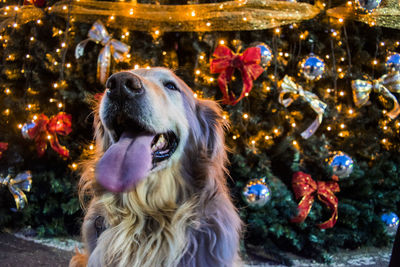 Dog looking in front of a  christmas tree