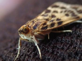 Close-up of insect