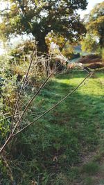 Close-up of lizard on tree