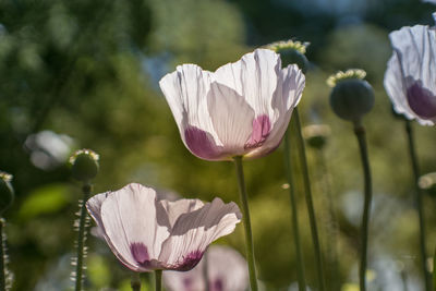 Close-up of pink flowering plant