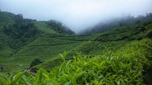 Scenic view of tea plantation landscape