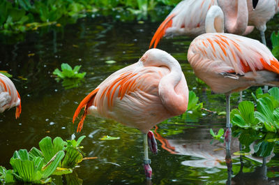 Flamingos in lake