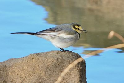 Close-up of great tit perching rock