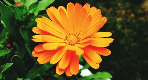 Close-up of orange flower against blurred background