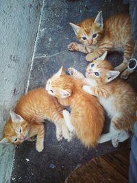 High angle view of cats resting