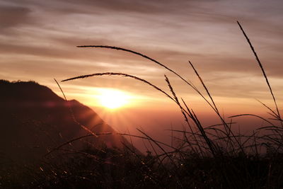 Silhouette of stalks against sunset sky