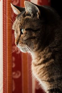 Close-up of a cat looking away