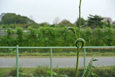 Close-up of fresh green grass against sky