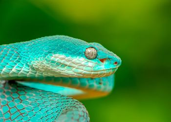 Close-up of lizard on leaf