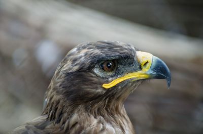 Close-up of eagle