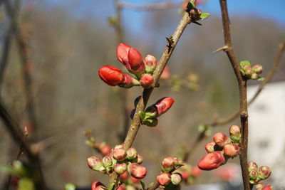 Close-up of red berries growing on tree