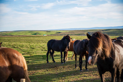 Horses in a field