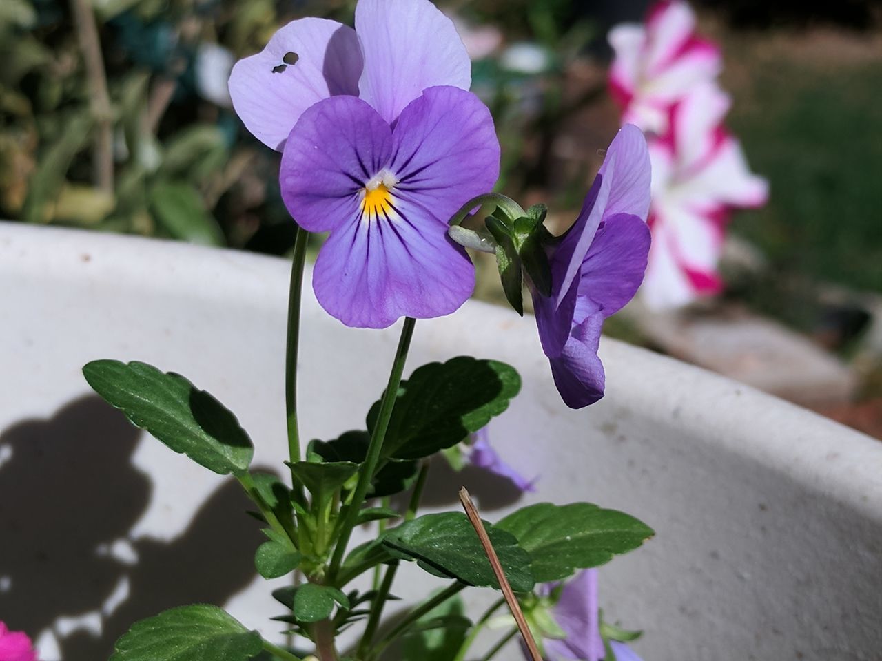 flower, petal, beauty in nature, fragility, plant, freshness, flower head, growth, purple, nature, focus on foreground, day, blooming, leaf, close-up, outdoors, no people, petunia, periwinkle