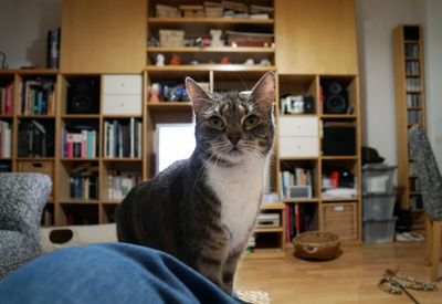 Cat against shelves in living room at home