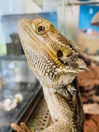 Close-up of lizard