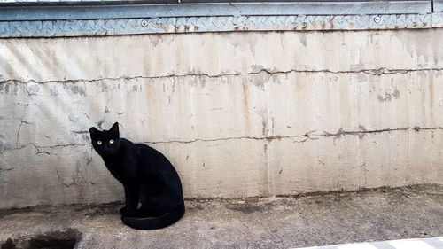 Cat sitting on wall