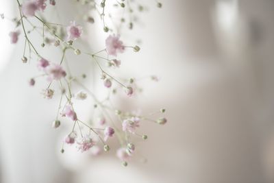 Close-up of pink flowers on tree