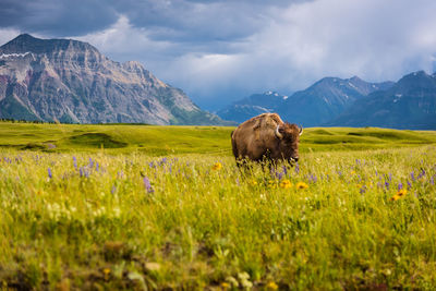 Cow standing on field against mountains