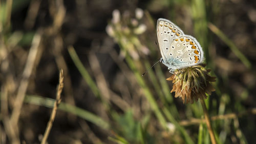 Close-up of butterfly pollinating on flower