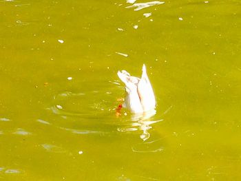 Ducks swimming in water