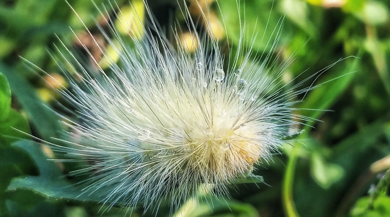 fragility, close-up, dandelion, focus on foreground, flower, freshness, growth, white color, flower head, softness, beauty in nature, single flower, nature, uncultivated, day, selective focus, dandelion seed, in bloom, dew, fluffy, outdoors, botany, blossom, springtime, wildflower