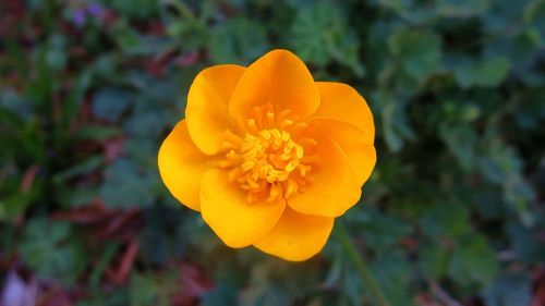 Close-up of yellow flower